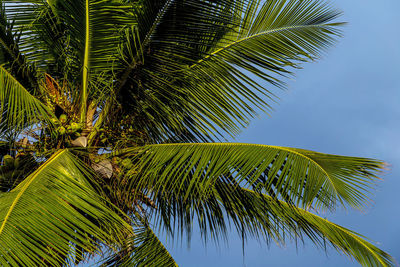 Low angle view of palm tree against clear sky