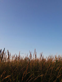 Scenic view of field against clear blue sky