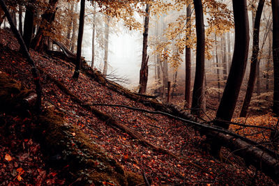 Trees growing in forest during autumn