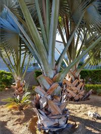 Close-up of coconut palm trees on field