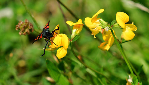 Close-up of insect on yellow flower