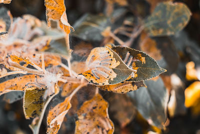Close-up of autumnal leaves