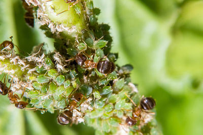 Close-up of green plant