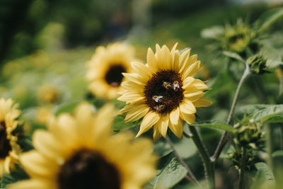 Close-up of bee pollinating on yellow flower