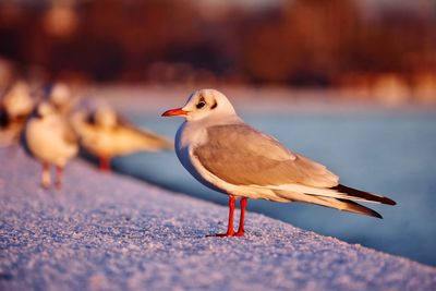 Seagulls on snow pier at the baltic sea in gdynia