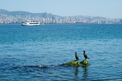 Birds perching on rocks at sea against sky