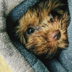 Close-up of dog in rain