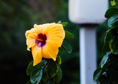 Close-up of yellow flower