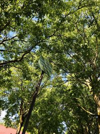 Low angle view of trees in the forest