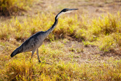 High angle view of gray heron on field