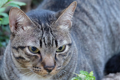 Close-up portrait of a cat