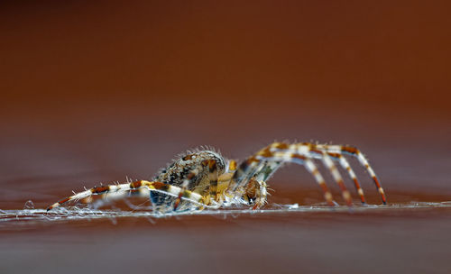 European garden spider sitting in the net