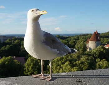 Close-up of seagull perching on wall against sky