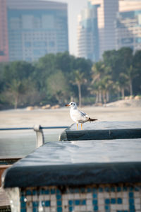 Seagull perching on railing against buildings in city