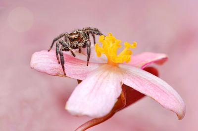 Close-up of insect on pink flower