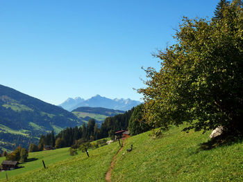 View of trees on landscape against blue sky
