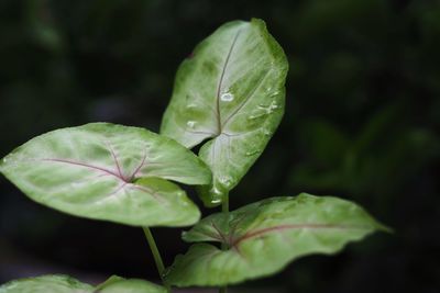 Close-up of wet leaves