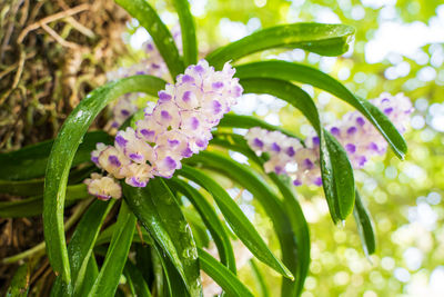 Close-up of purple flowering plant