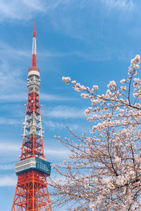 Tokyo tower and sakura cherry blossom in spring season at tokyo, japan.