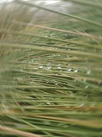 Close-up of water drops on pine tree