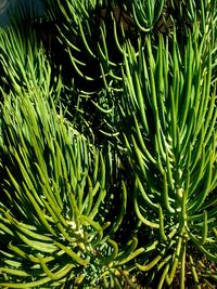 Full frame shot of fern leaves