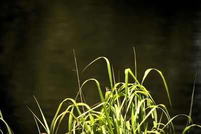 Close-up of plant