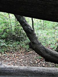 Close-up of tree trunk in forest