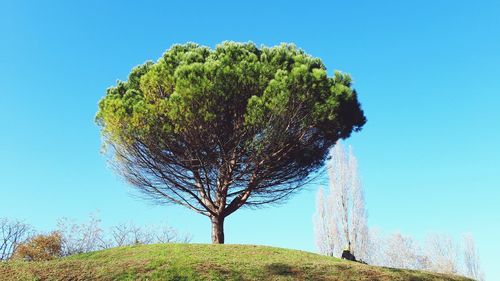 Tree on field against clear blue sky