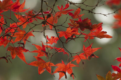 Close-up of maple leaves on tree