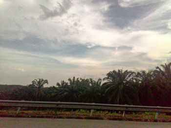 Palm trees against cloudy sky
