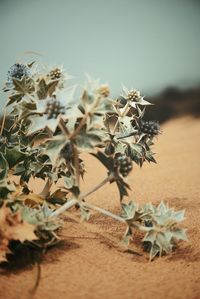 Close-up of cactus plant