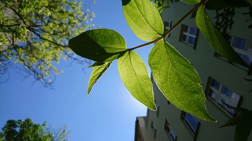 Low angle view of tree against clear blue sky