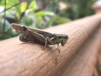 Close-up of insect