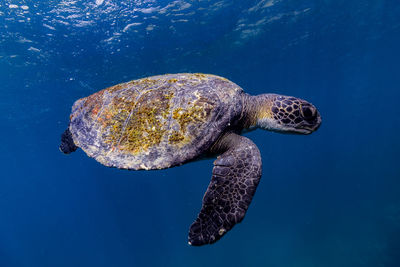 Sea turtle swimming in sea