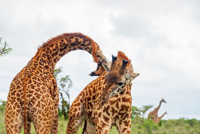 Giraffes standing against sky