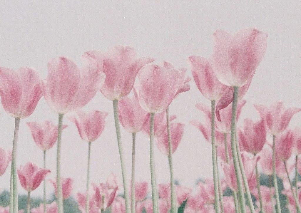 flower, pink color, fragility, freshness, petal, growth, close-up, beauty in nature, plant, nature, flower head, stem, pink, no people, focus on foreground, blooming, day, white background, wall - building feature, studio shot