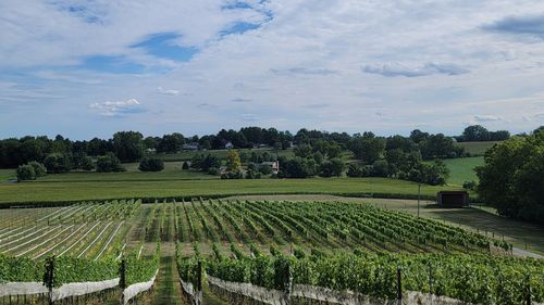 Scenic view of agricultural field against sky