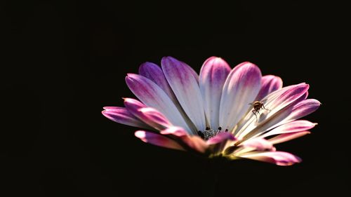 Close-up of pink flower against black background