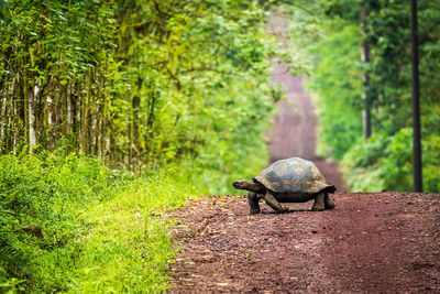 Galapagos giant tortoise on road at forest