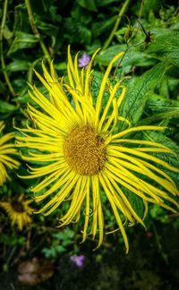 Close-up of yellow flower blooming outdoors