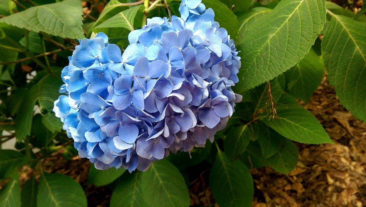 flower, freshness, leaf, growth, purple, fragility, beauty in nature, plant, petal, nature, flower head, blooming, green color, close-up, blue, hydrangea, in bloom, park - man made space, outdoors, high angle view