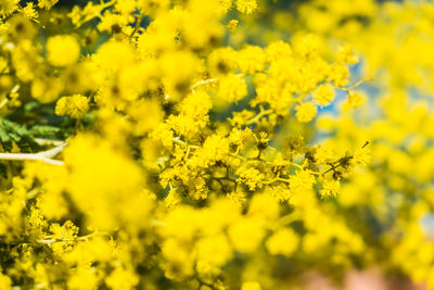 Close-up of fresh yellow flowering plant