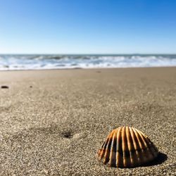 Close-up of shell on beach