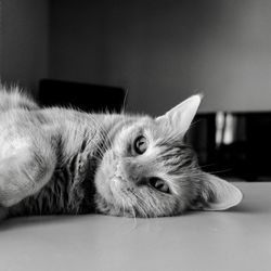 Close-up portrait of a cat