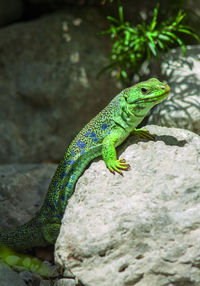 Close-up of lizard on rock