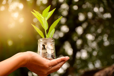 Cropped hand of woman holding jar with plant and coins