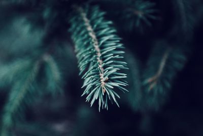 Close-up of pine tree