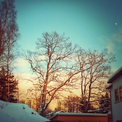 Bare trees on snow covered landscape