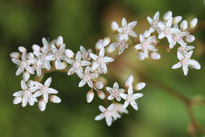 Close-up of white cherry blossom tree