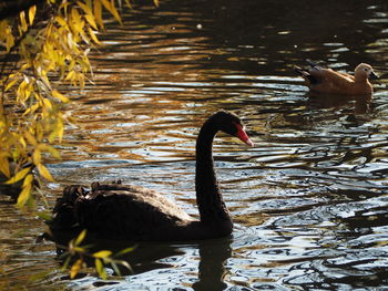 Swans swimming in lake